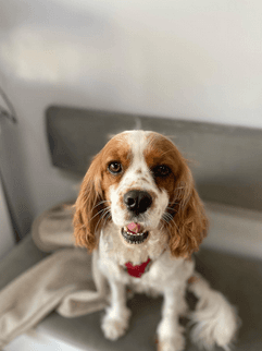 Anka Veteriner Kliniği Mersin Güncel Vaka ve Klinikten Kare 10