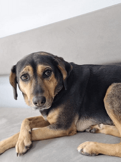 Anka Veteriner Kliniği Mersin Güncel Vaka ve Klinikten Kare 11