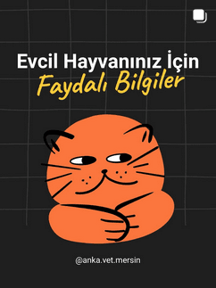 Anka Veteriner Kliniği Mersin Güncel Vaka ve Klinikten Kare 14