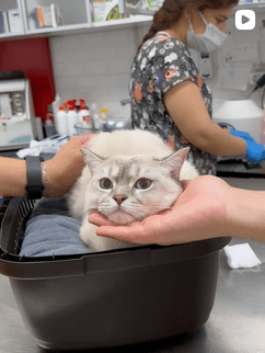 Anka Veteriner Kliniği Mersin Güncel Vaka ve Klinikten Kare 15