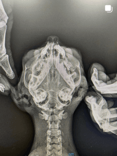 Anka Veteriner Kliniği Mersin Güncel Vaka ve Klinikten Kare 16