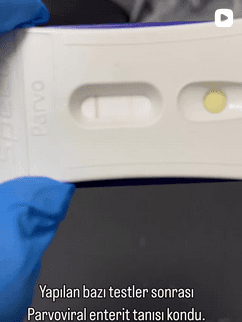 Anka Veteriner Kliniği Mersin Güncel Vaka ve Klinikten Kare 6