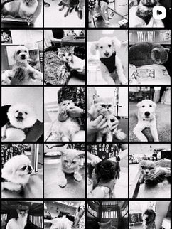 Anka Veteriner Kliniği Mersin Güncel Vaka ve Klinikten Kare 9