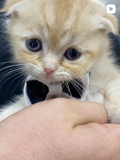 Anka Veteriner Kliniği Mersin klinik yaşamından kare 1