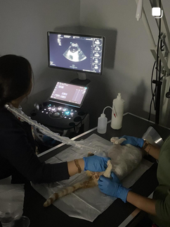 Anka Veteriner Kliniği Mersin klinik yaşamından kare 13