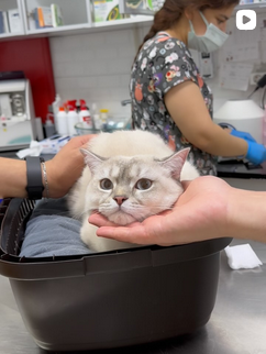 Anka Veteriner Kliniği Mersin klinik yaşamından kare 15