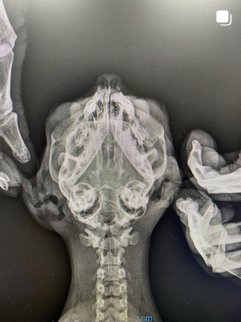 Anka Veteriner Kliniği Mersin klinik yaşamından kare 16