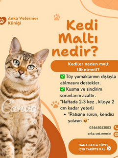 Anka Veteriner Kliniği Mersin klinik yaşamından kare 3