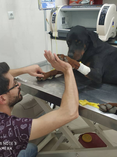 Anka Veteriner Kliniği Mersin klinik yaşamından kare 5